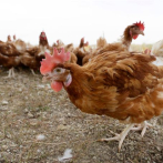 Gripe aviar infecta granja con un millón de aves en Iowa