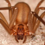 Medio Ambiente informa investigación dejó resultado negativo en localización de araña que habría causado picaduras