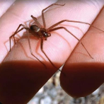 Especialistas no han encontrado arañas picaron agricultores