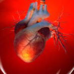 Descubren un factor clave que protege al corazón tras un infarto