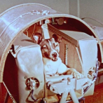 Se cumplen 66 años del primer ser vivo espacial: la perra Laika