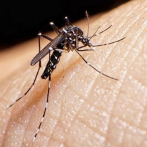 Registran 43 muertes por dengue este año