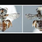 Extraña nueva especie de abeja con hocico de perro