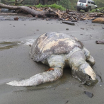 Hallan más de 150 tortugas muertas en playas del Pacífico de Panamá por causas desconocidas