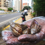 Alertan al oeste venezolano por el caracol gigante