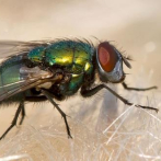 Las moscas huelen el movimiento de los olores y lo usan para navegar