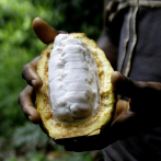 Los productores de cacao temen que el cambio climático reduzca la producción de cultivos