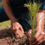 Popular lograr la siembra de más de un millón de árboles en Los Montones