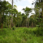 La mitad de los árboles tropicales replantados no sobreviven
