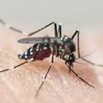 25 niños internos por el dengue