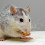 Las ratas reaccionan al ritmo de la música, revela un estudio