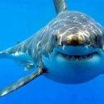 Cumbre de especies amenazadas debate restringir tráfico de aletas de tiburón