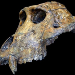 Uso de dientes de mono para perfeccionar fechas de fósiles humanos