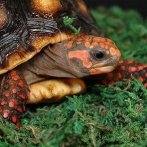 Condena de cárcel a pareja en Ecuador por comercializar tortugas amenazadas