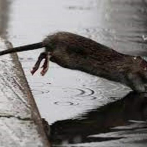 Nueva York continúa su lucha interminable contra las ratas; convierten en ley cuatro proyectos