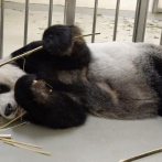 Muere Tuan Tuan, el panda donado por China a Taiwán