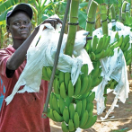Bananero afirma repatriaciones ponen en peligro producción