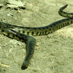 Verificada una cuarta especie de anaconda después de dos décadas