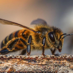 Las abejas que salvarán el planeta viven aisladas en la Isla de Pascua