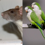 Las ratas y los periquitos monje, entre las especies que resisten a la 