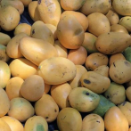 Desperdicio de mangos en Asunción pone a prueba creatividad de universitarios