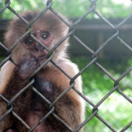 Un zoológico con más de 300 animales lleva 5 años cerrado en Puerto Rico