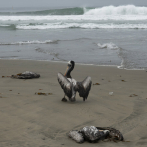 13,000 aves marinas muertas por gripe aviar en Perú