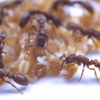 Las pupas de hormiga alimentan con 'leche' a larvas y adultos