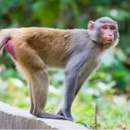 Las hembras de macaco reducen activamente su vida social con la edad