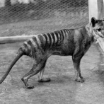 Hallan restos del último tigre de Tasmania en el armario de un museo 85 años después