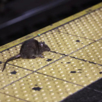 Multan a alcalde de NY por infestación de ratas en su casa