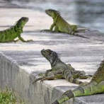 Iguana provoca apagón eléctrico en Florida