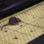Multan a alcalde NY por las ratas