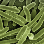 La OMS avisa de la creciente resistencia de bacterias infecciosas a fármacos