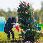 Chillidos, saltos y golpes: Navidad en una reserva de chimpancés en Florida