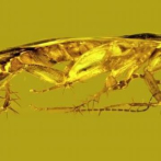 Descubren en ámbar de República Dominicana primera cucaracha fósil con espermatozoides