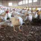 Inician ventas de 1.5 millones de pollos a RD$150 la unidad