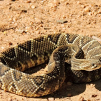 Científicos descubren, en estudio pionero, que las serpientes tienen clítoris
