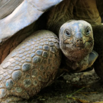 Tortugas anidan 150 años después en la isla Pinzón de Galápagos