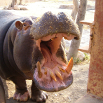 Niño de dos años sobrevive ataque de hipopótamo