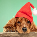 Fiestas navideñas seguras para los animalitos de la casa