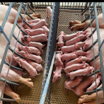 JAD diseña sistema de certificación de bioseguridad en granjas porcinas en RD