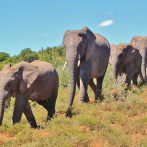 Los elefantes eligen los caminos directos a su comida favorita