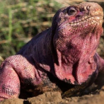 Científicos hallan por primera vez crías de iguana rosada en Galápagos