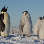 Dos tercios de especies antárticas afrontan la desaparición para 2100