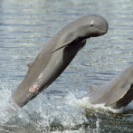 Camboya quiere crear zonas de protección para los delfines en el río Mekong