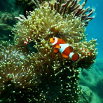 Blanqueamiento de corales causa peleas 