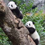 Reino Unido devolverá a China sus únicos pandas tras 12 años sin procrear
