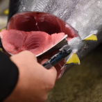 Subastan en Tokio un atún rojo de 212 kilos por 273,000 dólares