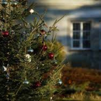 Nueva York recoge miles de árboles de Navidad abandonados en las calles
